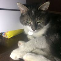 grisouthebeastcat