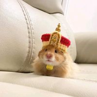 hamster_land