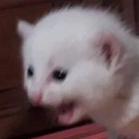 original sound - spicynat