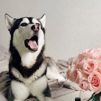 funnyhoneydog