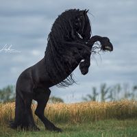 wildeeben