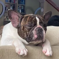 Haciendo el Pavo Navideño