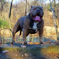 bbgs_xl_pitbulls