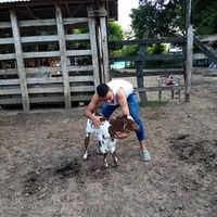 jarabaluis