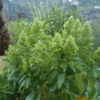 original sound - wowkjh2