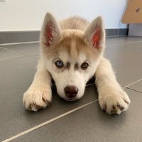 inna_husky