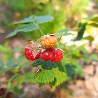 оригинальный звук