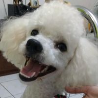 flokinho.1