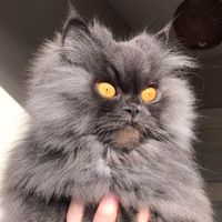 thatcatbobbie