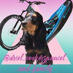 ariel_cockerspanil