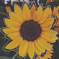 aesthetics...collab_