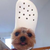 pandoraadog