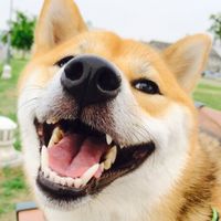 beautifuldogsoftiktok