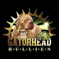 gatorheadbullies