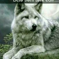 daqlaroglu