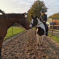 dream_.horses