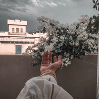 الصوت الأصلي