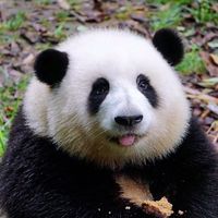luckyanimals688