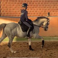 horse.grooooup