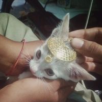 vinithajulyat
