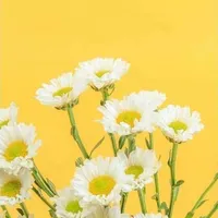 original sound - ʏᴇʟʟᴏᴡx