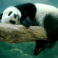 Despacito От ElliDi