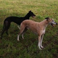 galgoslaspataguasgarate