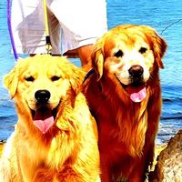 goldenretriever.life