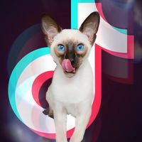 cat_lyutik