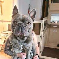 steve3frenchbulldog