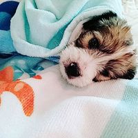 _fero2