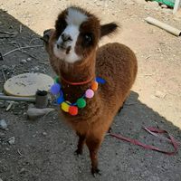 misanimalesfantasticos
