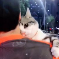 catrescue1