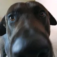 original sound - maxytysonhappydogs