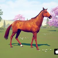 rivalstars_starstable