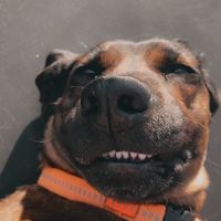 huntingpaws