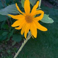 sunflower__._