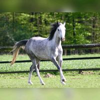 _.horse._world._