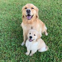 goldengirl_xena