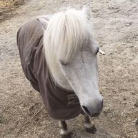 horselovers4