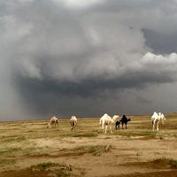 الصوت الأصلي