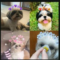 mel_dog.18
