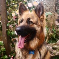 bud_gsd