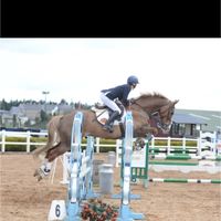lcsporthorses1