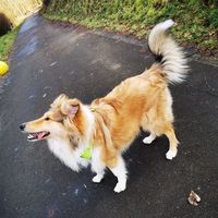 topsy_dog