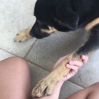 cachorinhonho