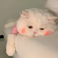 original sound - mycatso_cute