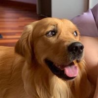 oliverthegolden