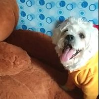 gizmothemaltesdog