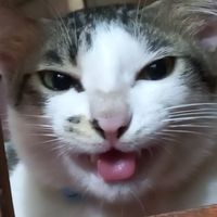 nhạc nền - Naga Mikage